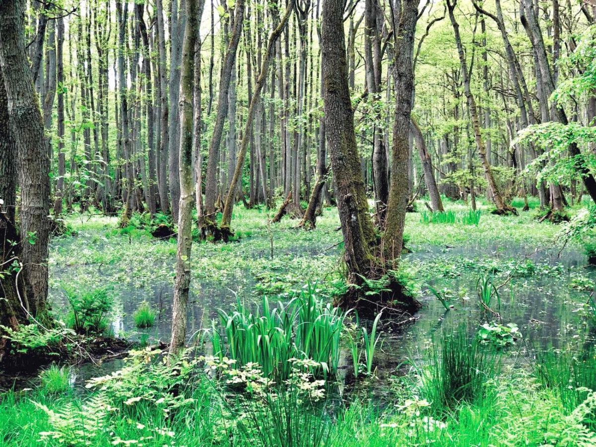Zur Alten Boddenfischerei Ferienwohnung Heidezauber Neuendorf Heide Esterno foto